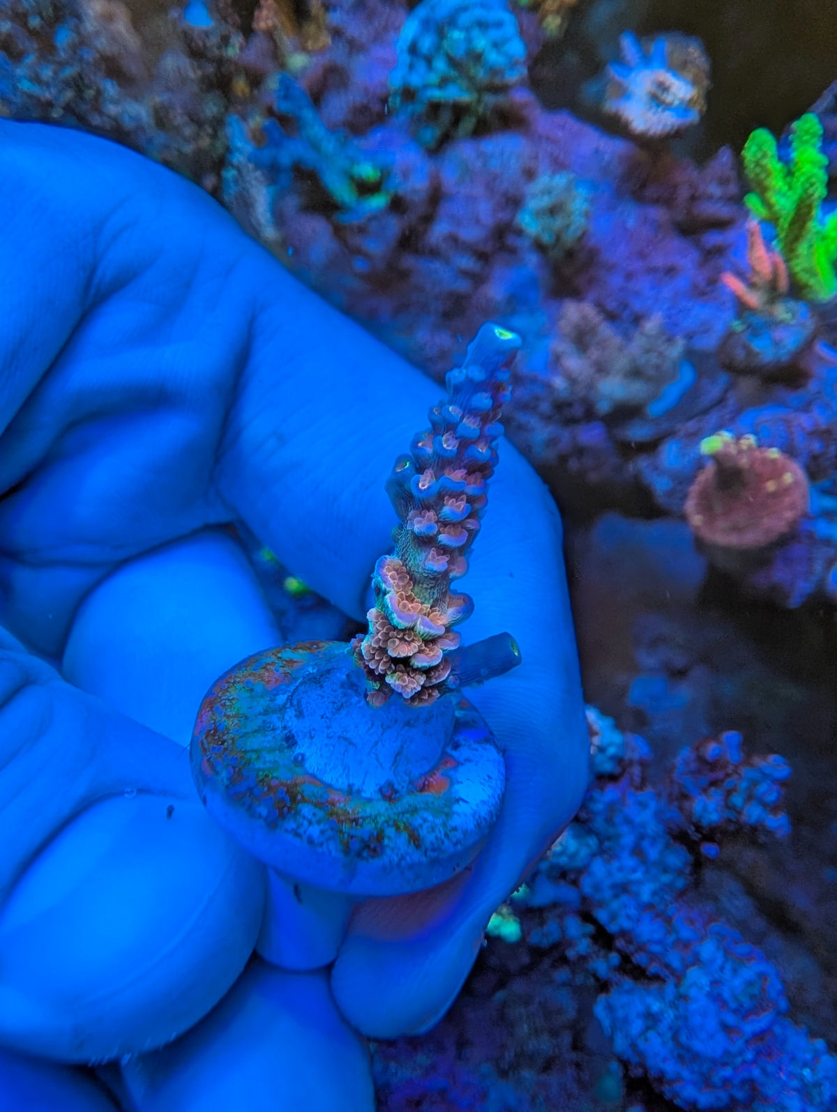 Exact Angry Birds Acro SPS WYSIWYG coral frag