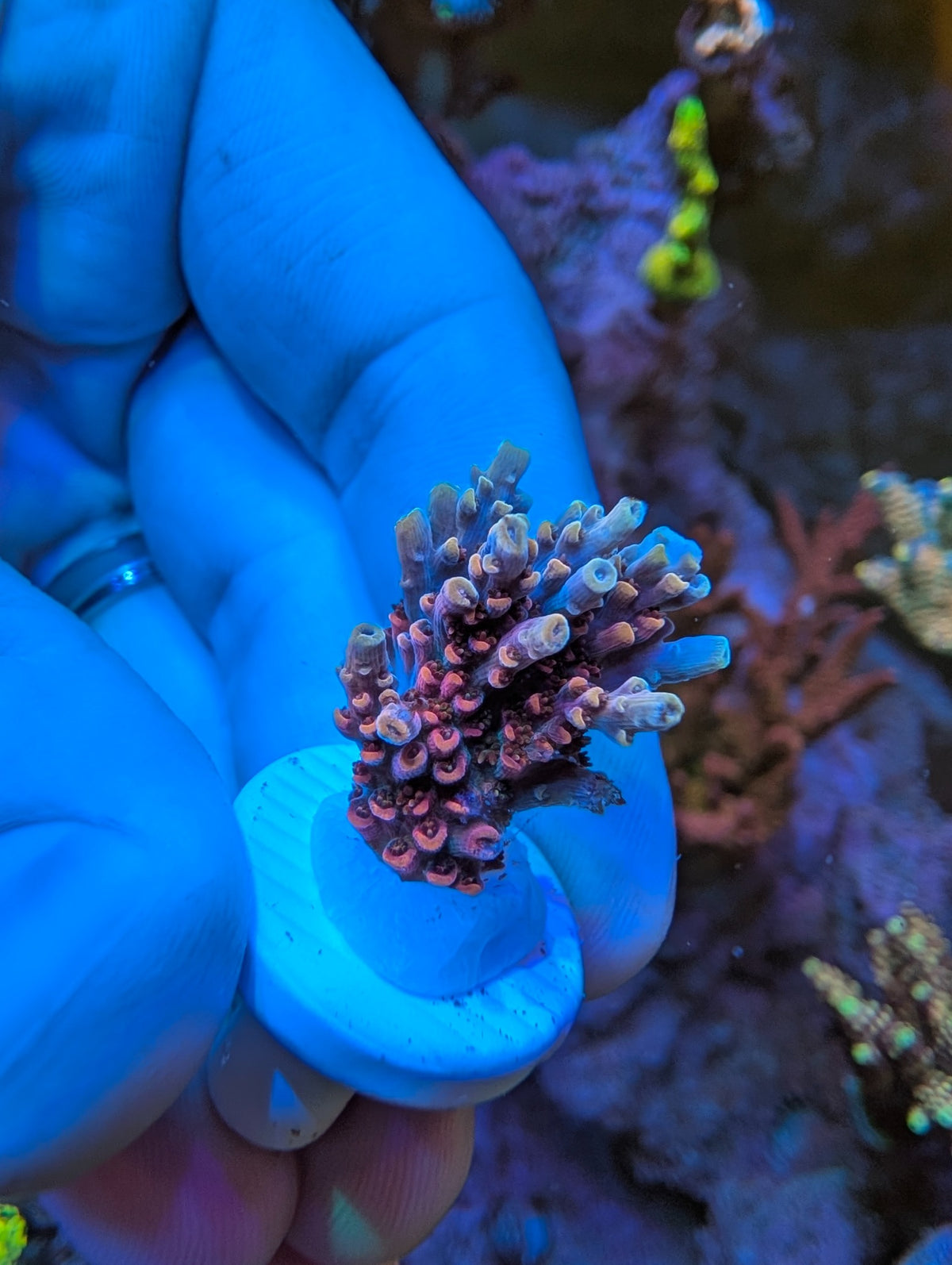 Back Draft SPS coral exact frag, WYSIWYG photo