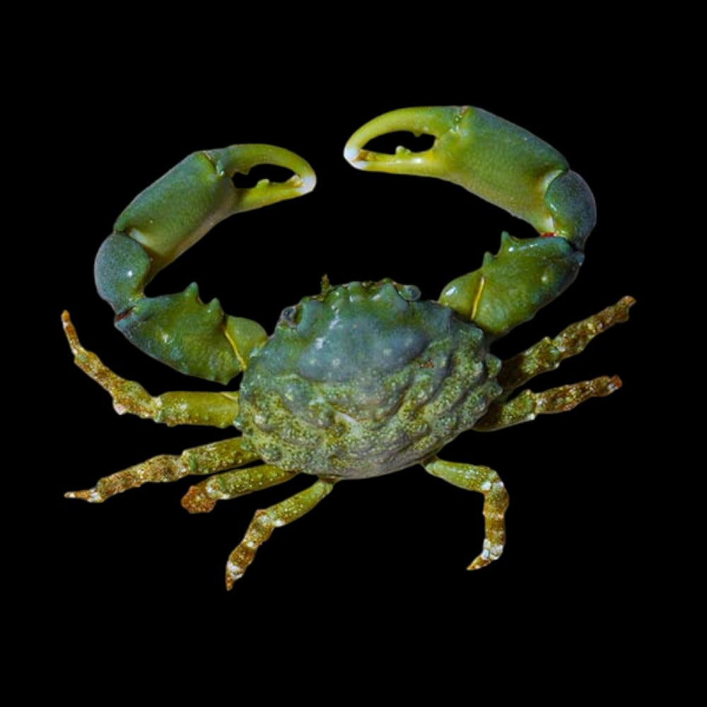 Emerald crab