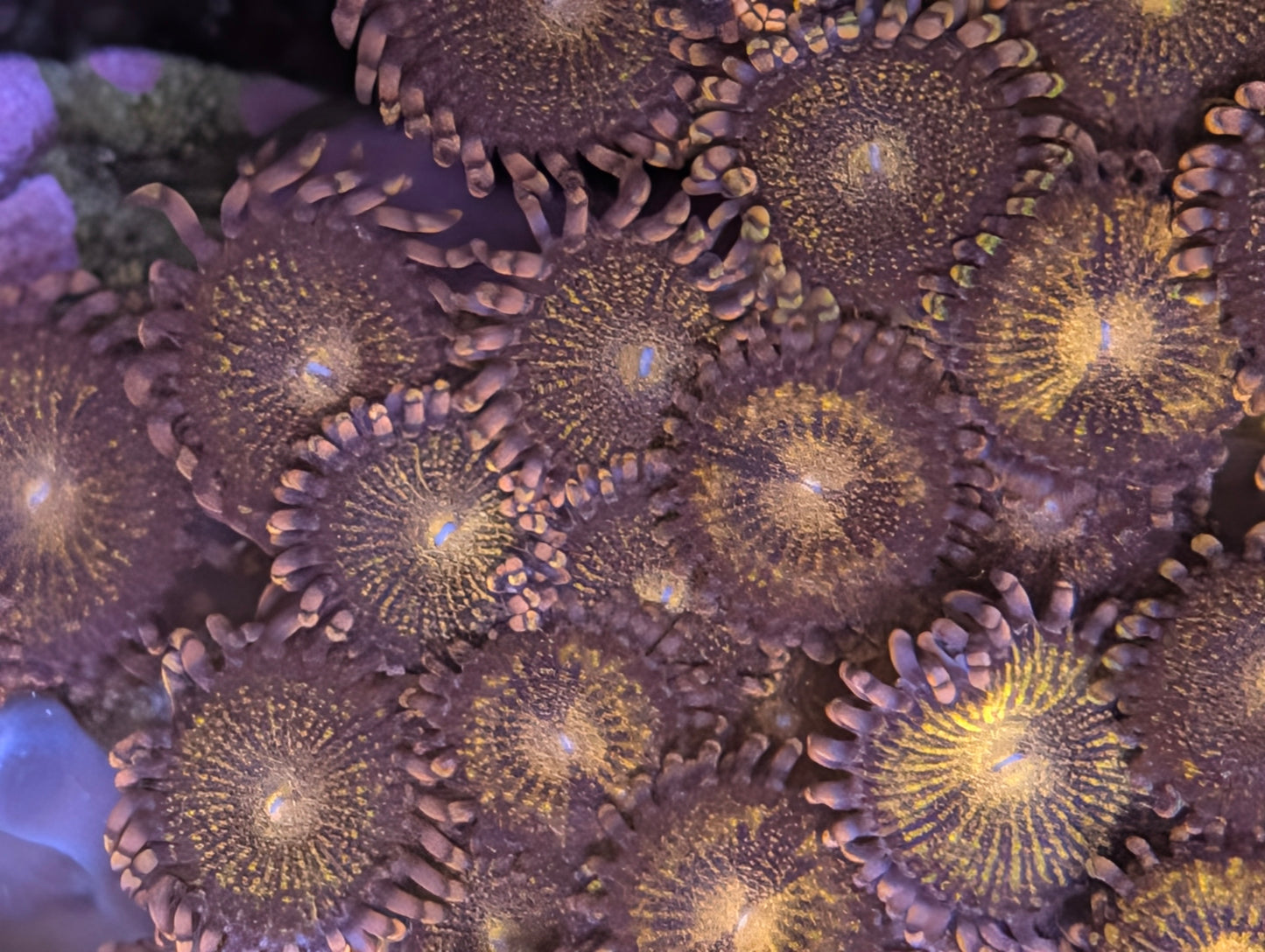 Mohawk zoas
