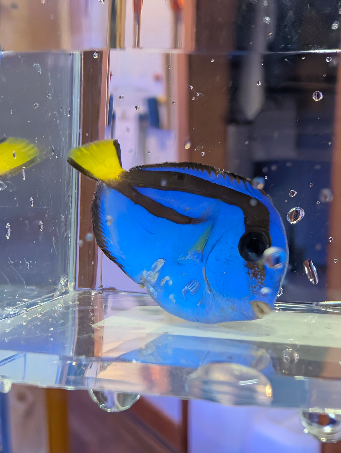 Blue Hippo Tang *SALE*
