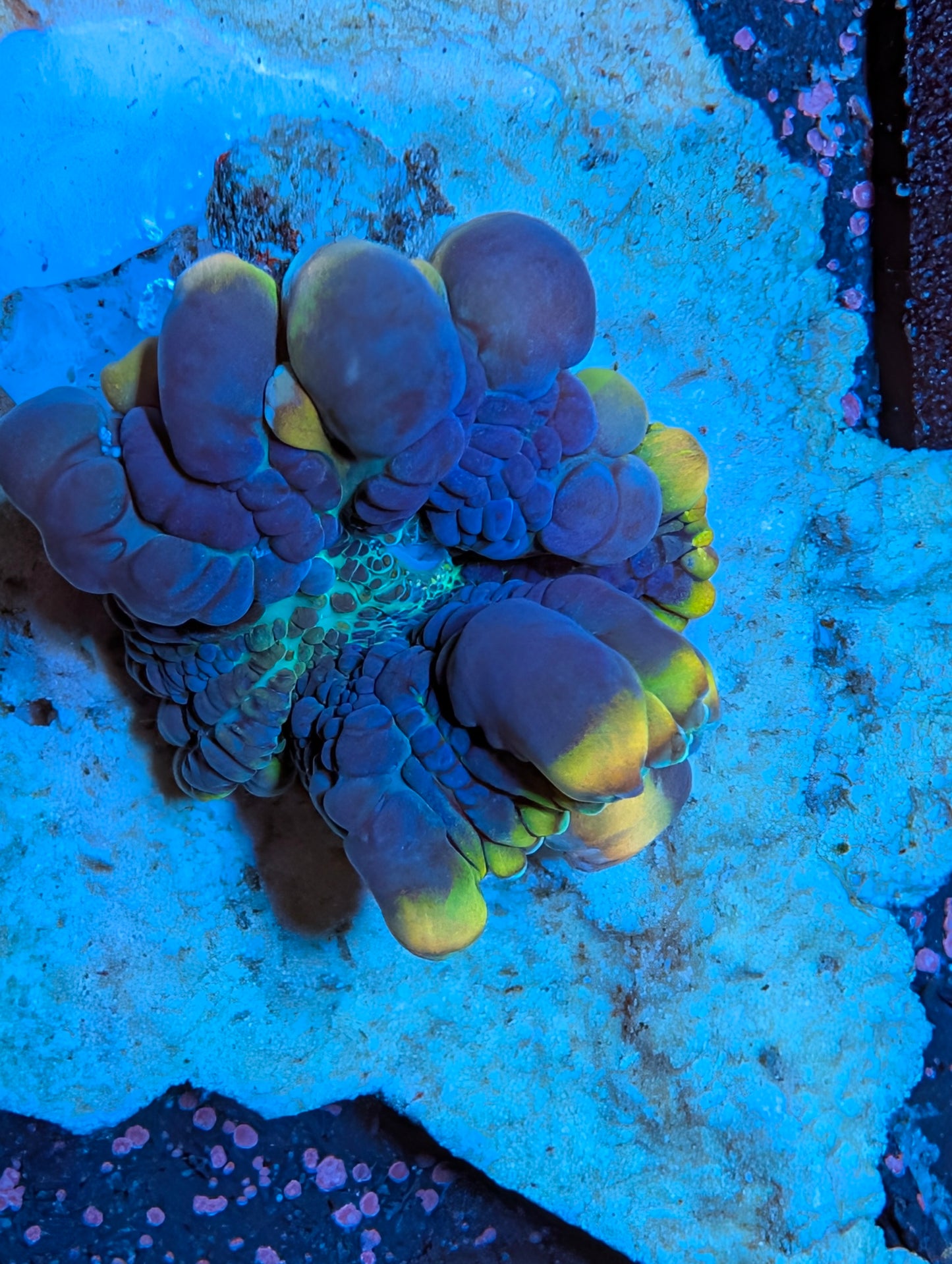 BCP Scavenger mushroom