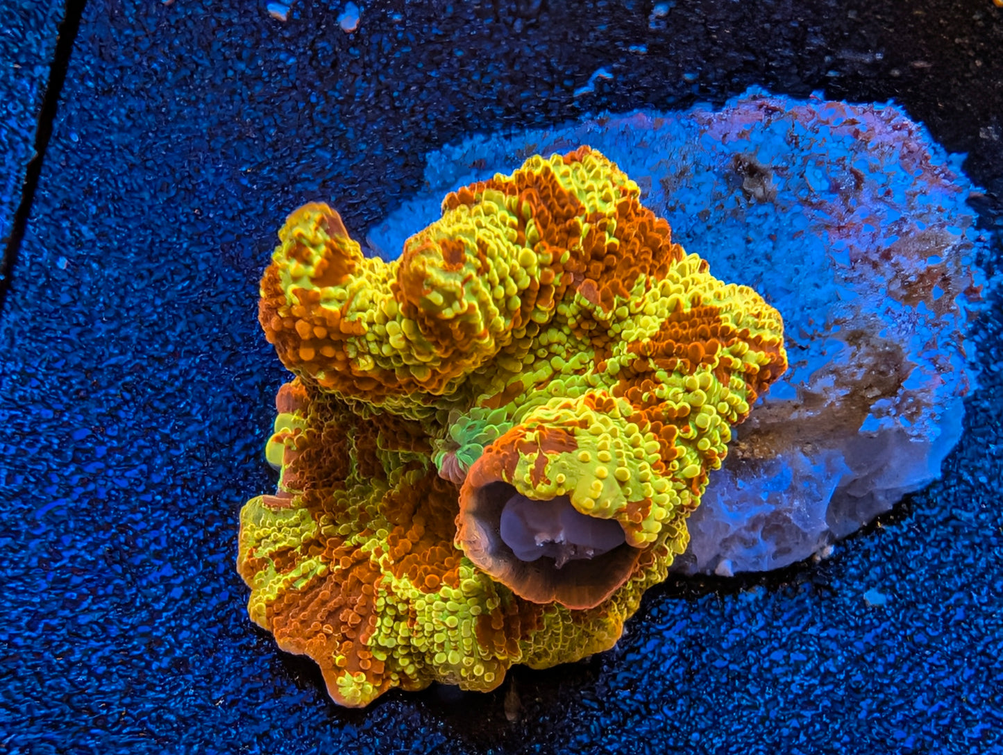 Jaw Breaker Mushroom