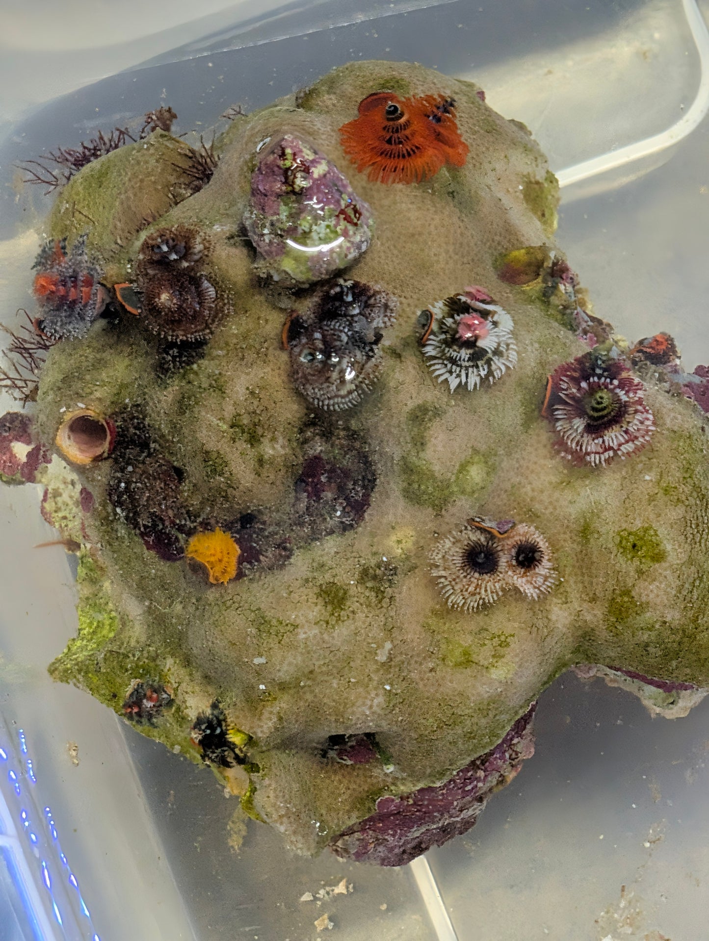 Christmas Tree Worm Rock (Full rock 6"x6")