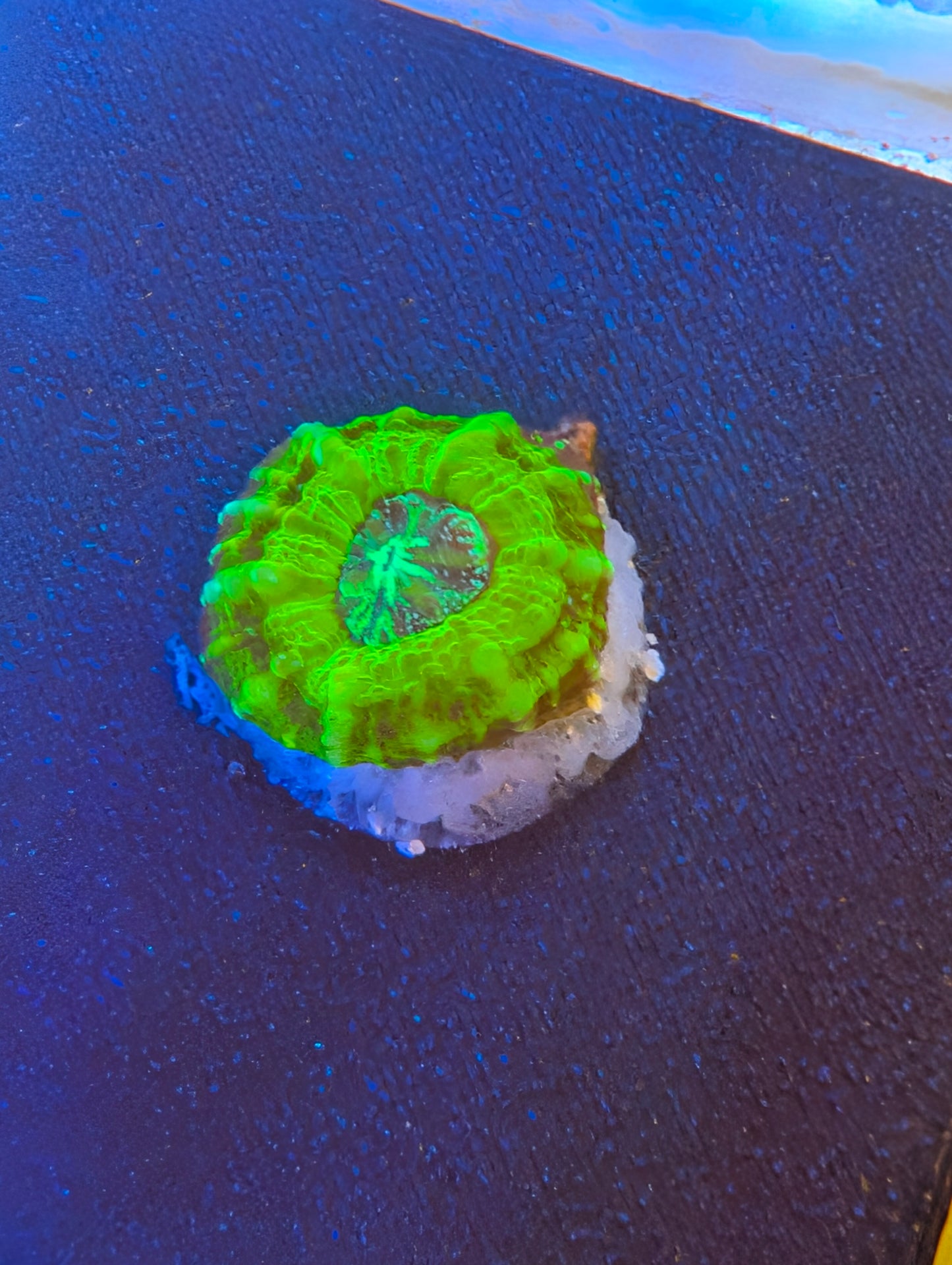 Scolymia (Tank Spawned!)