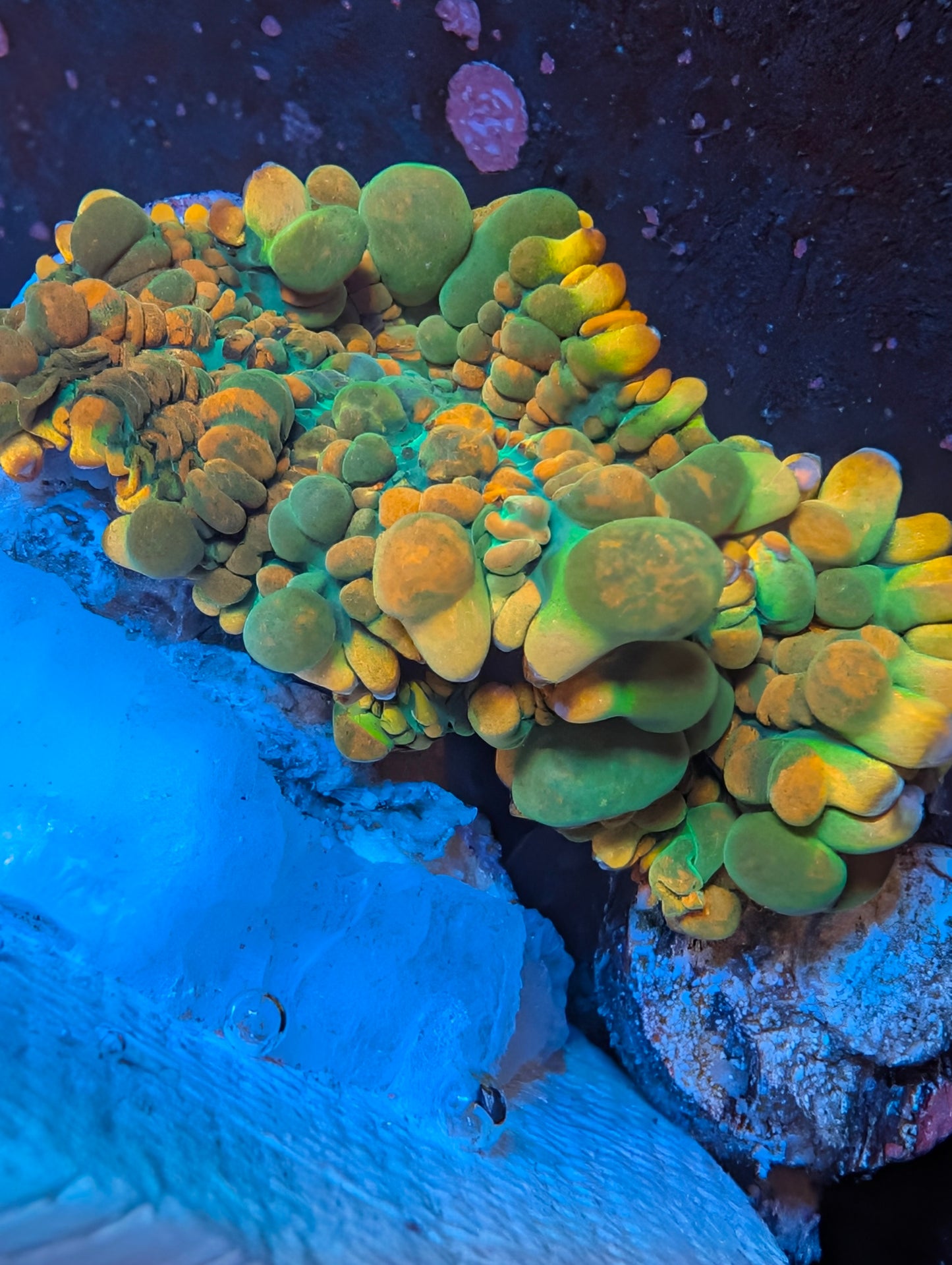 BCP Toxic Honeycomb mushroom coral (Only 1 Left! )