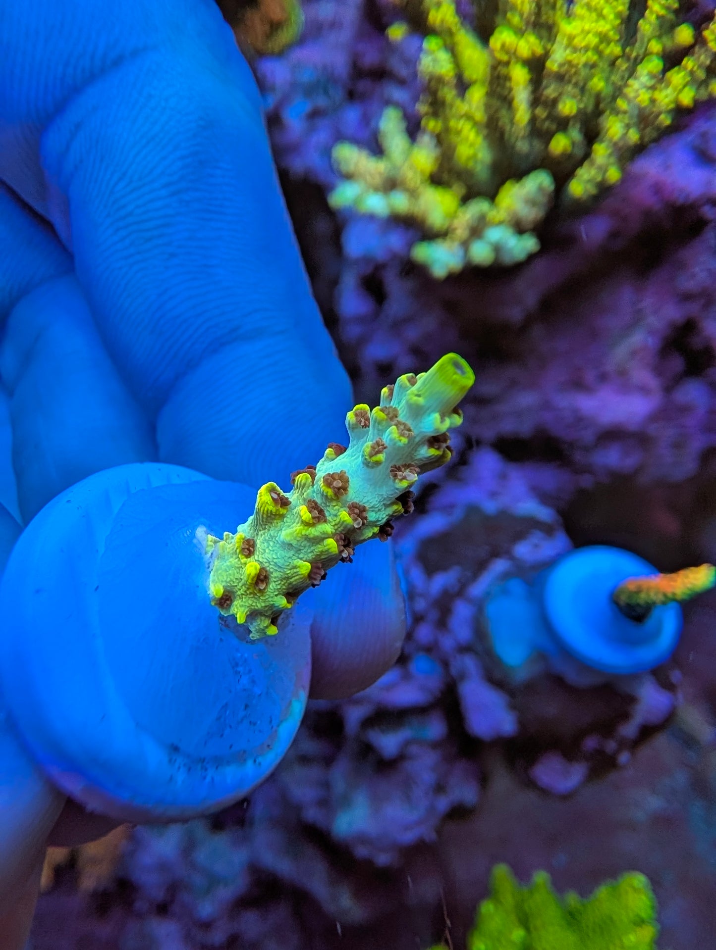 Frag Pack Weekend Special!!!! Read description for included pieces (Gone once sold- sale ends 8-9-2026 8pm)