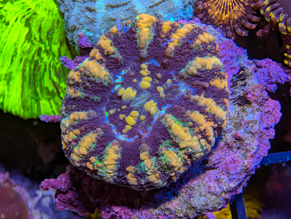 Mini Scoly WYSIWYG