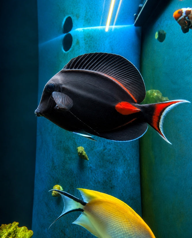 WYSIWYG Achilles Tang med