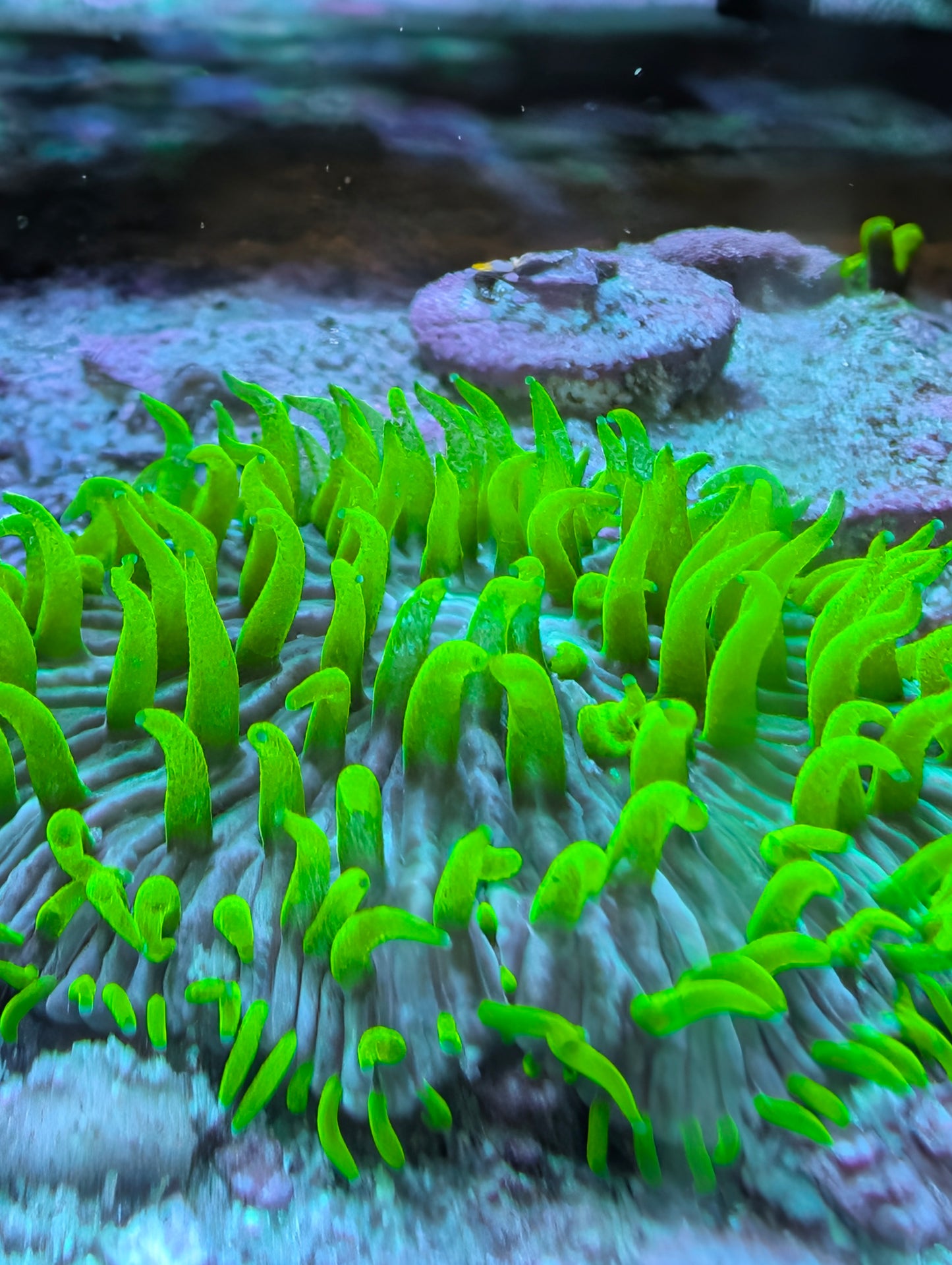 Plate coral