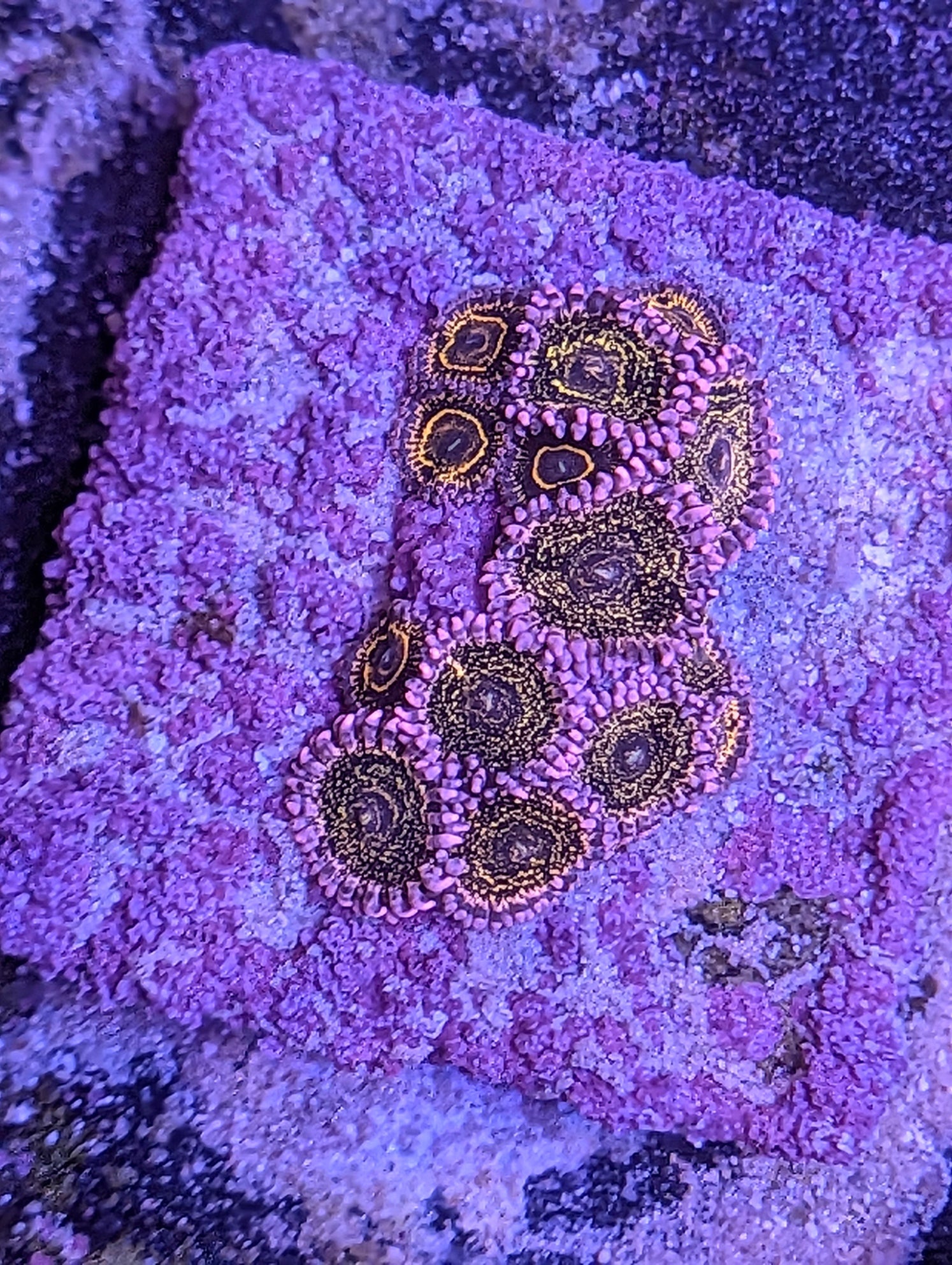 Zoanthids