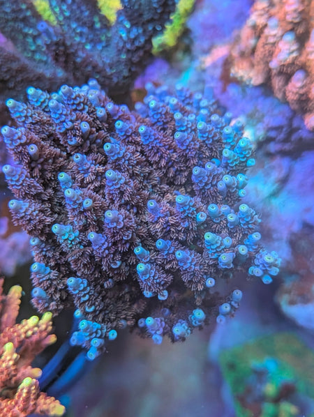 SPS