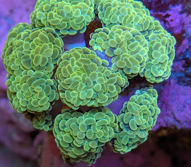 Green and blue hammer