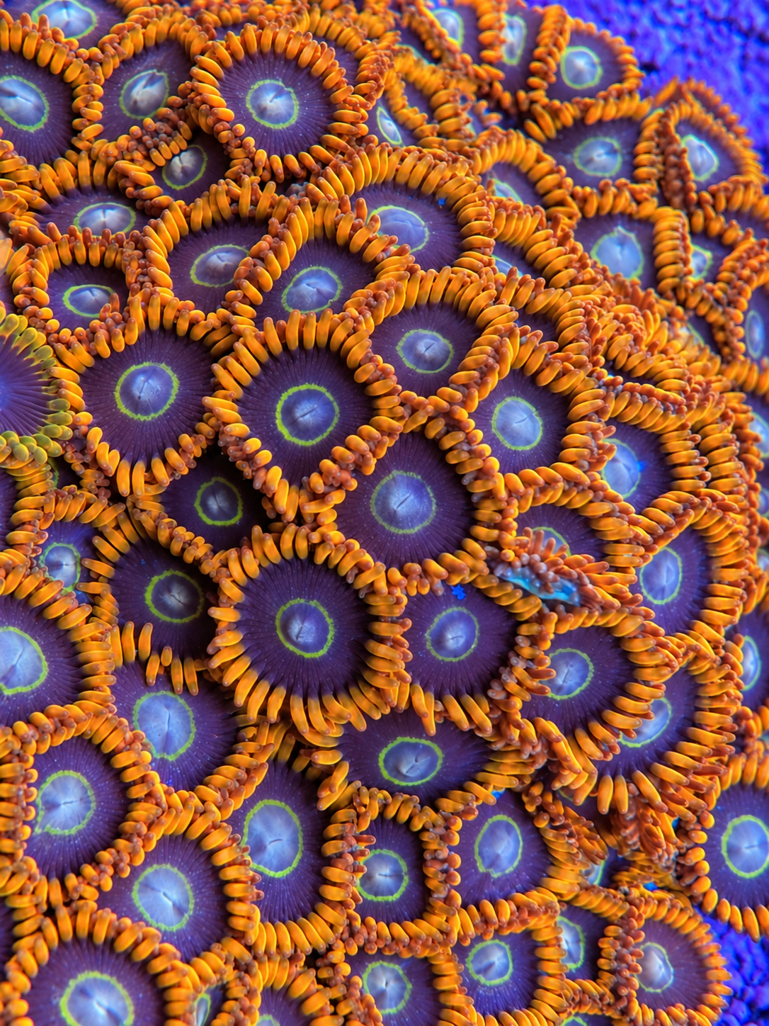 Rainbow Hornet Zoanthids