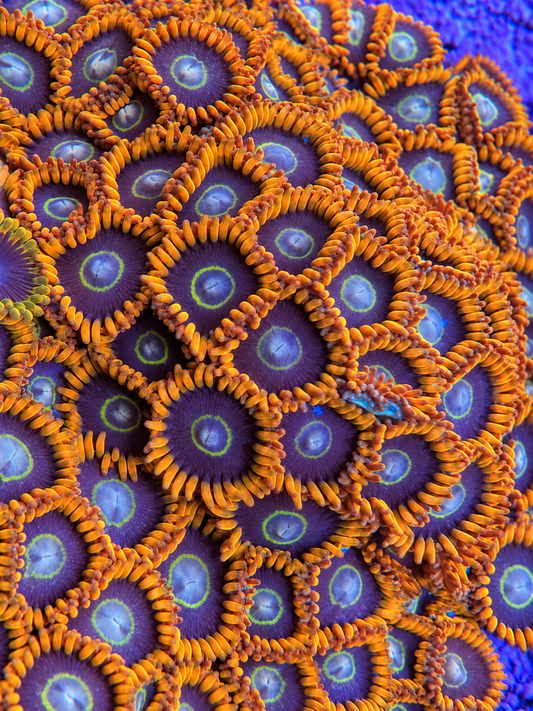 Rainbow Hornet Zoanthids