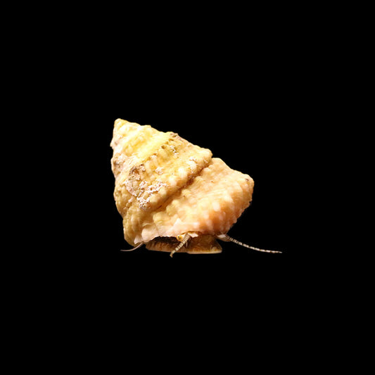 Astrea Snails