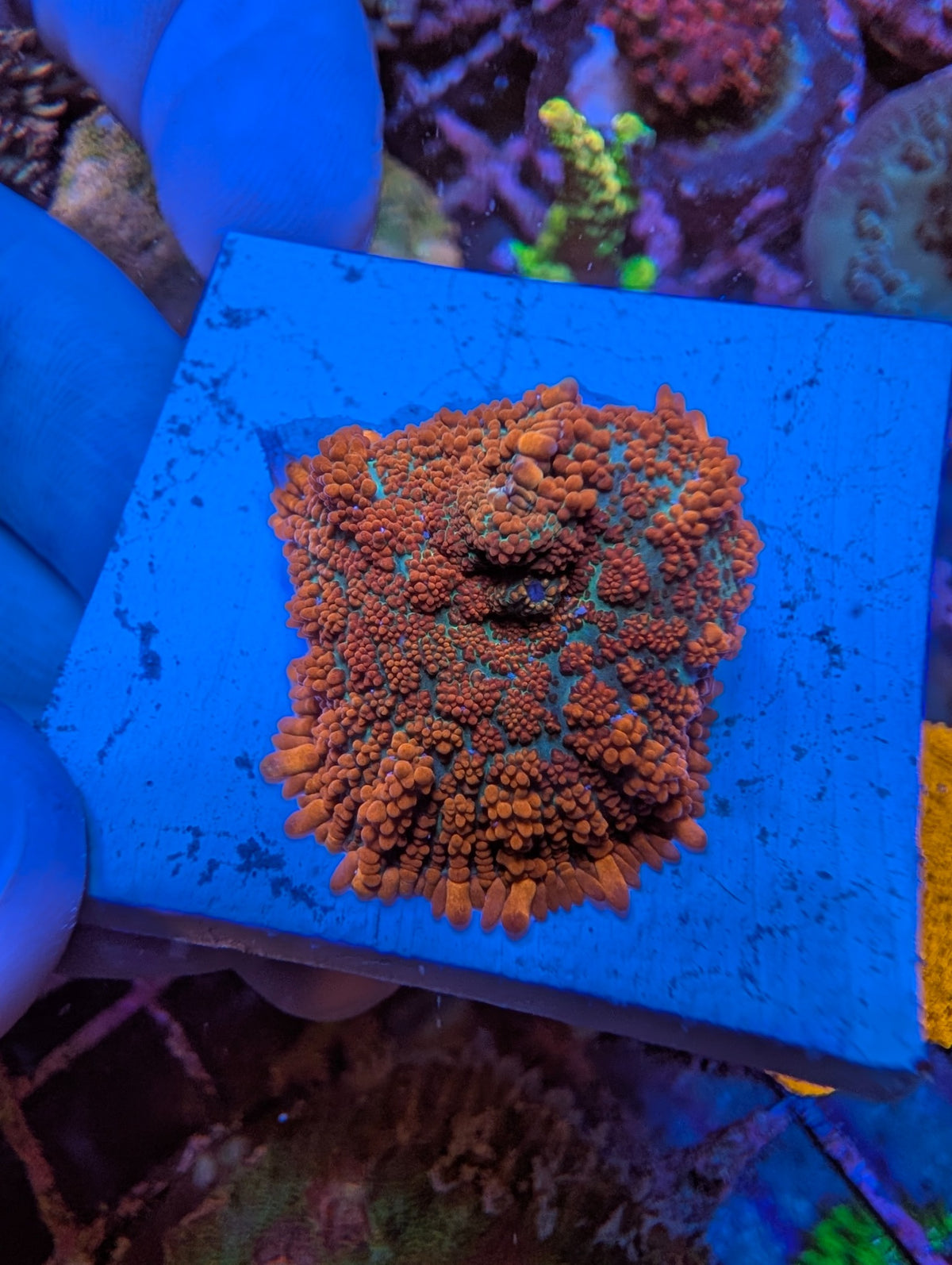 Actual Blood Orange Rhodactis Mushroom (Large), WYSIWYG second view