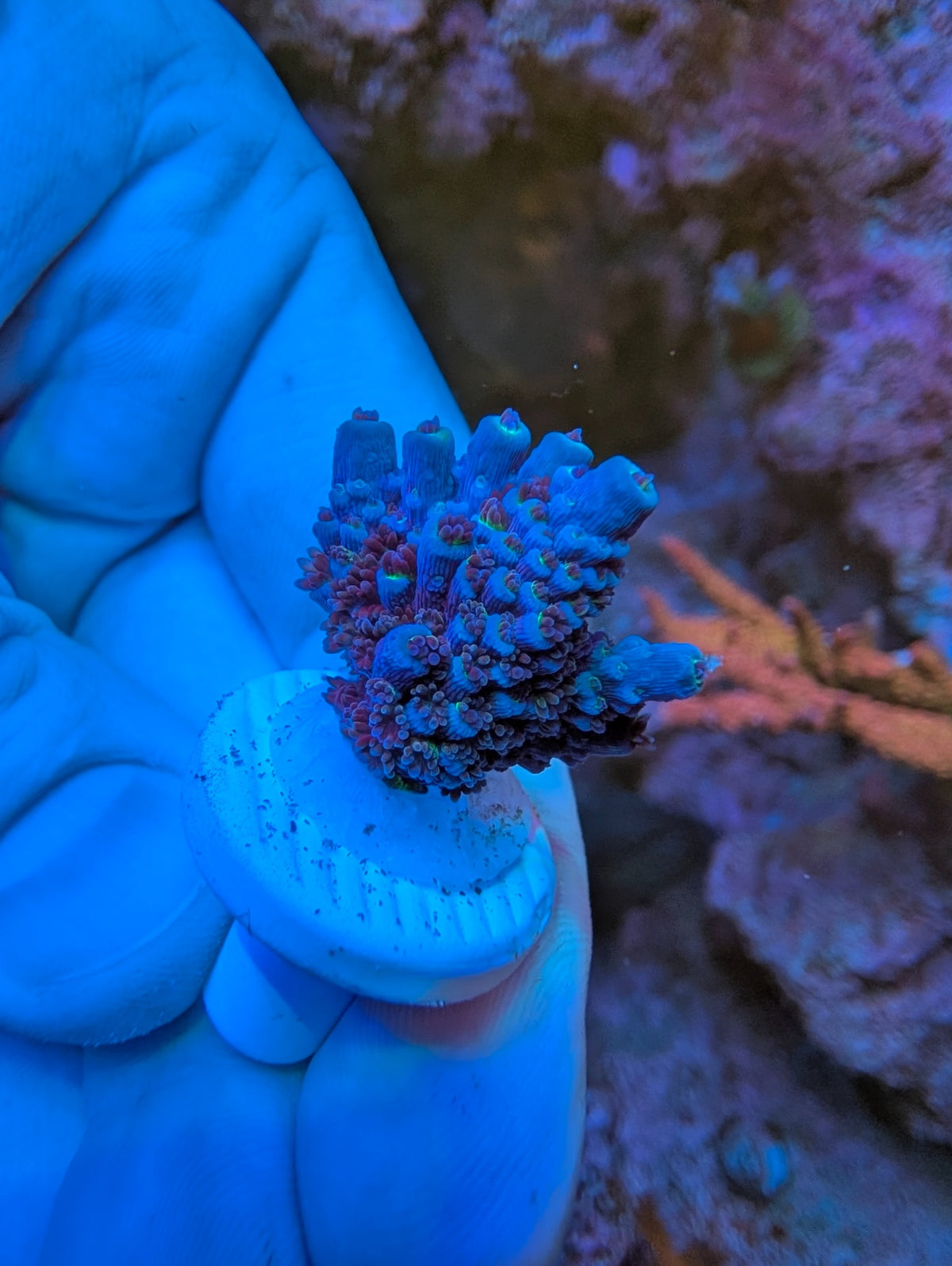 Blue Ten-yyy Acro WYSIWYG coral, first view