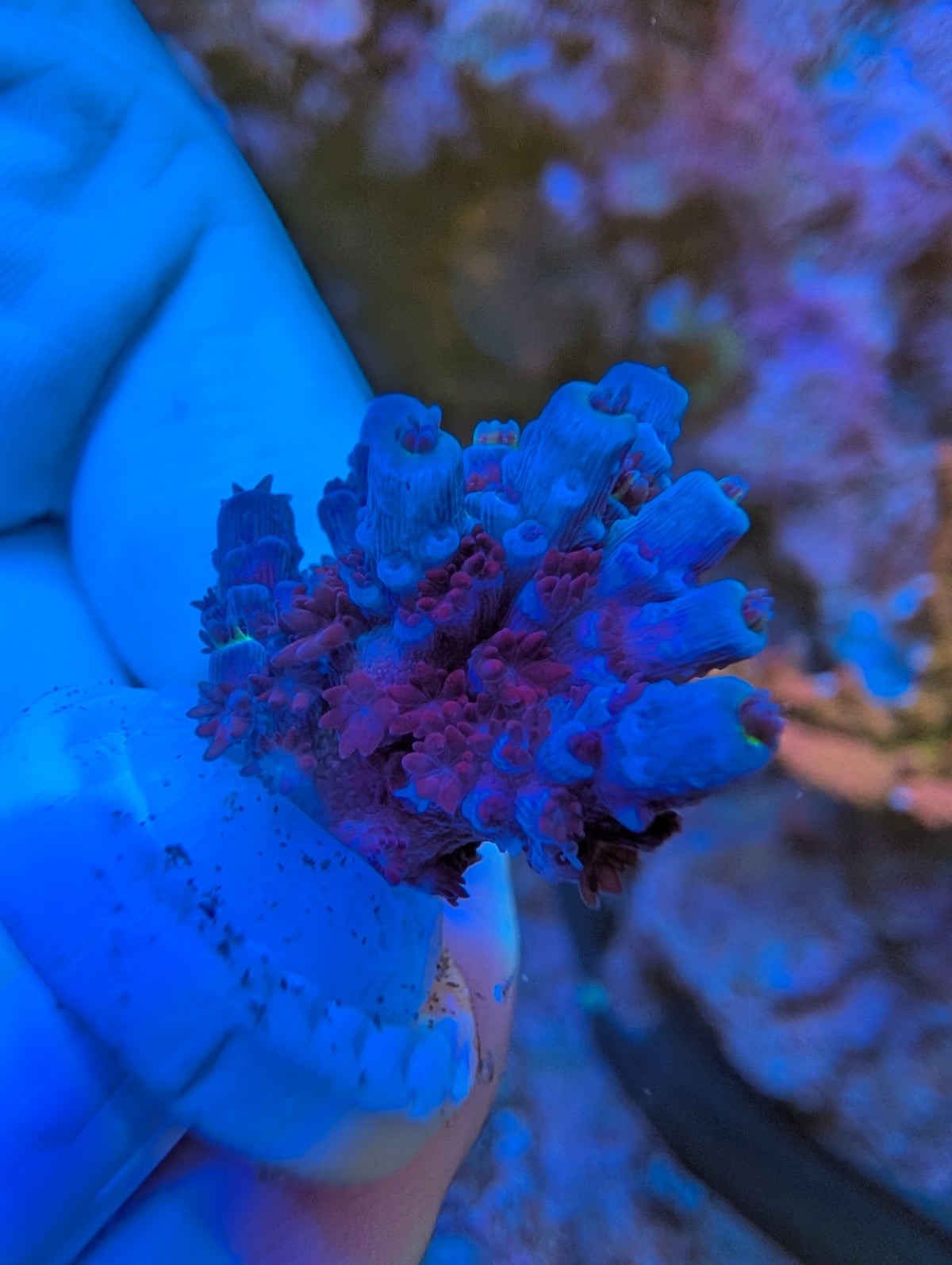 Blue Ten-yyy Acro WYSIWYG coral, second view