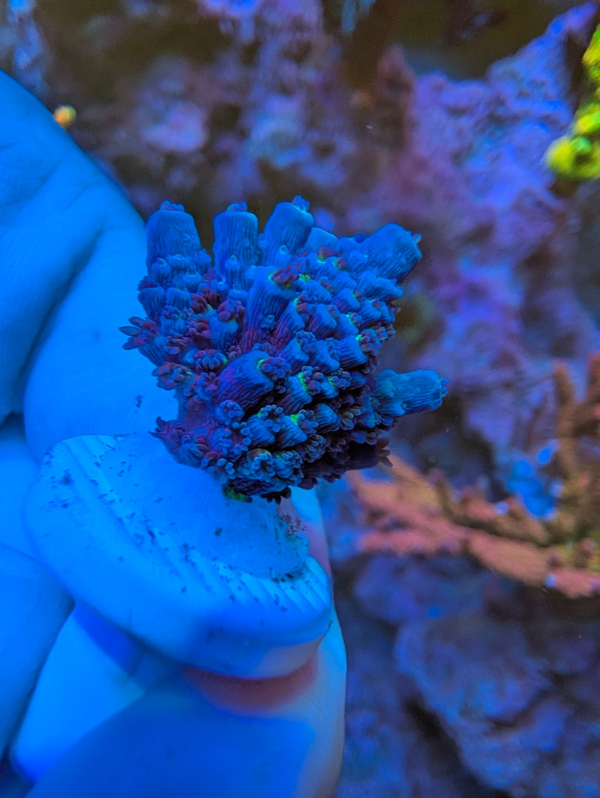 Blue Ten-yyy Acro WYSIWYG coral, third view