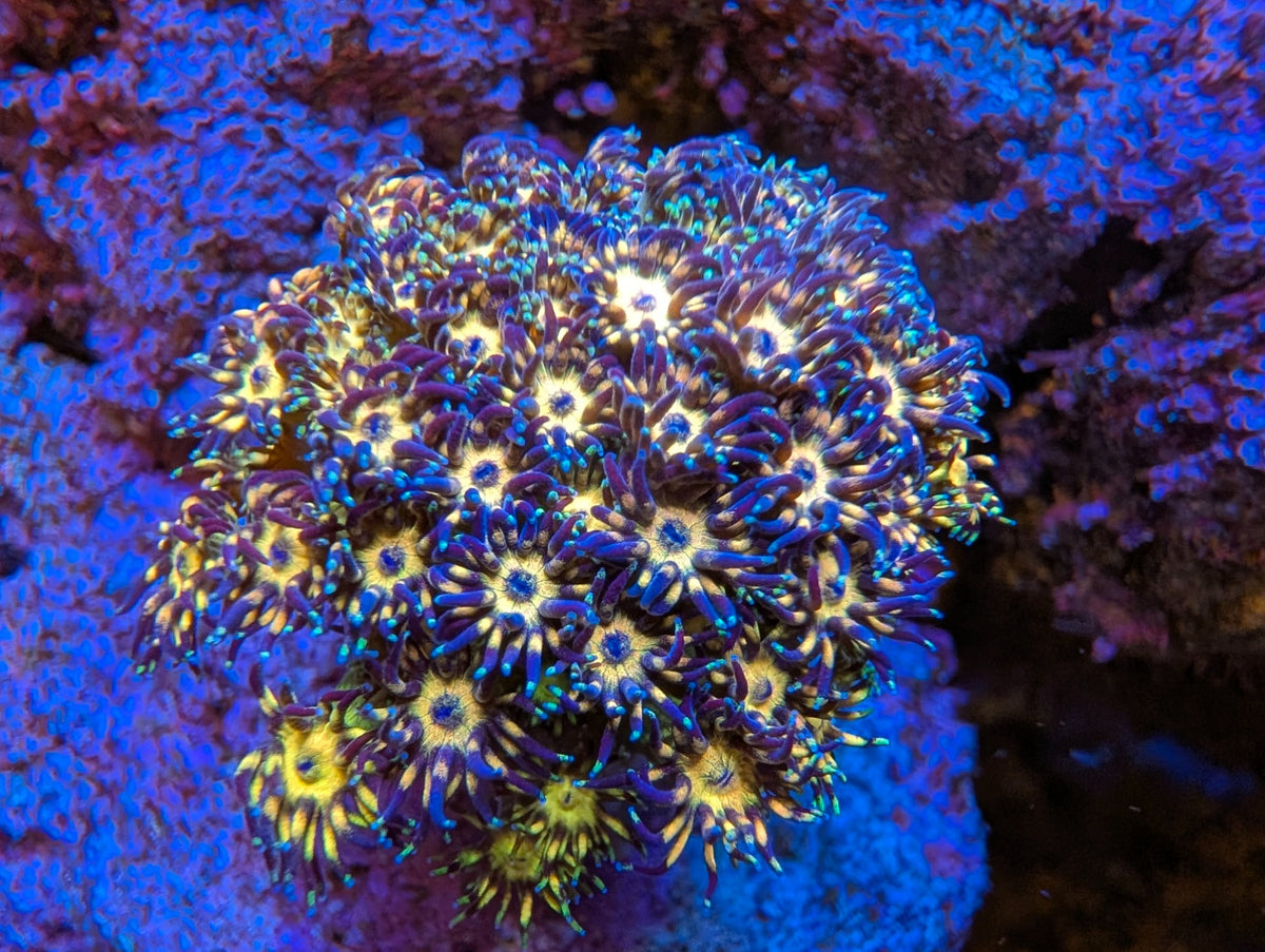 Grand Master Goniopora exact WYSIWYG coral photo