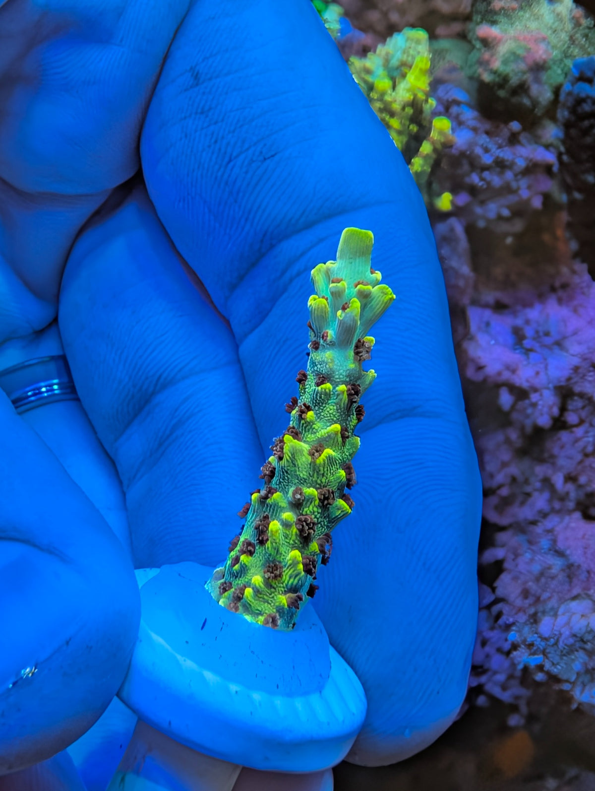 Exact WYSIWYG Pikachu SPS coral frag, second view