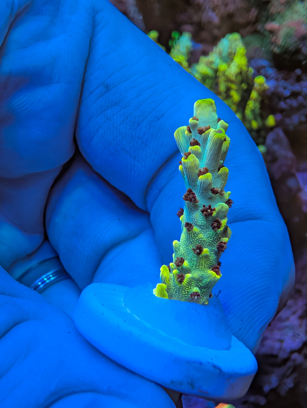 Exact WYSIWYG Pikachu SPS coral frag, front view