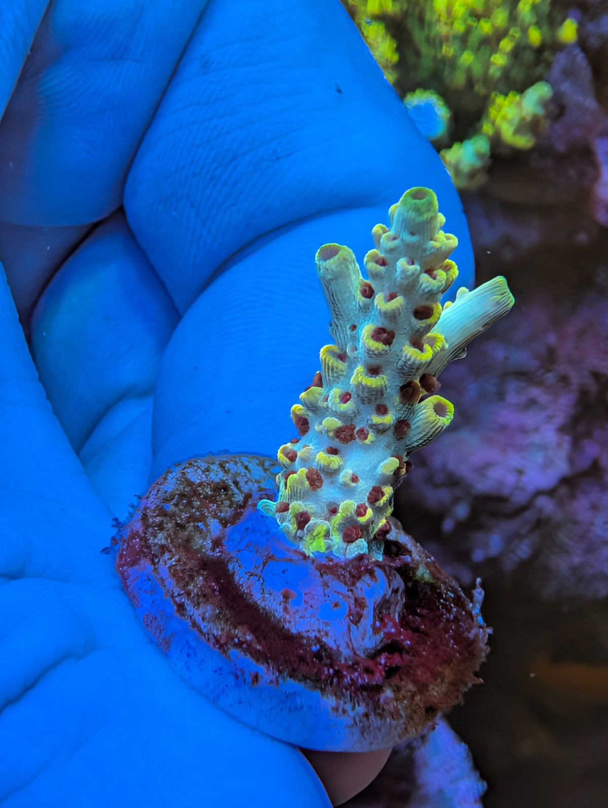 Actual Pikachu SPS coral frag WYSIWYG