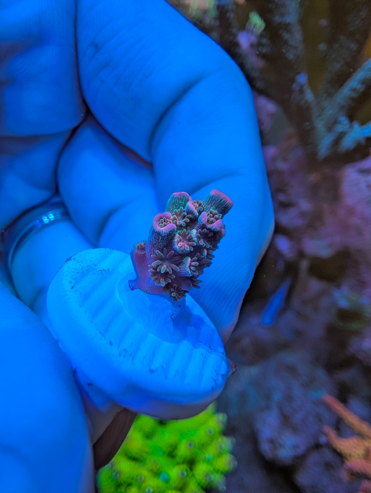 Pink Highlighter SPS WYSIWYG exact coral, view 1