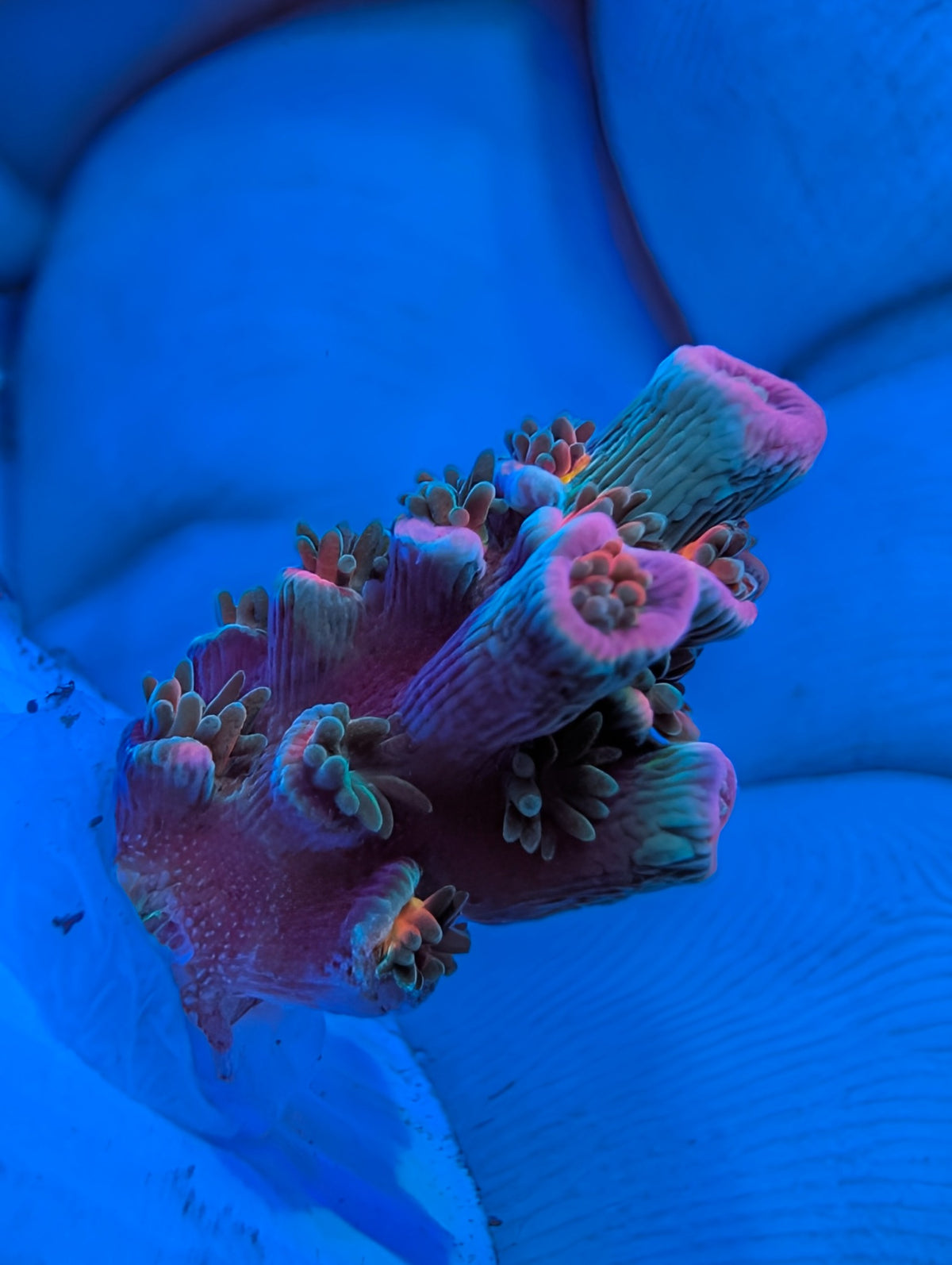 Pink Highlighter SPS WYSIWYG exact coral, view 2