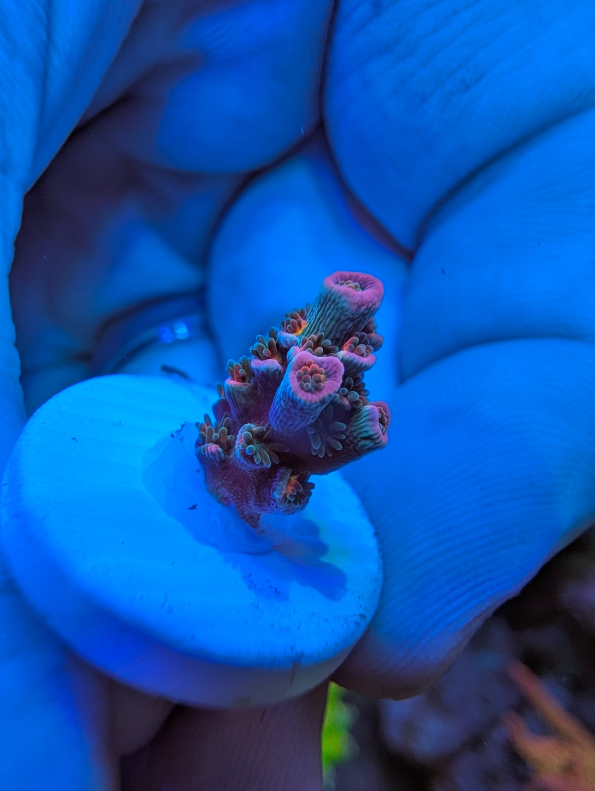 Pink Highlighter SPS WYSIWYG exact coral, view 3