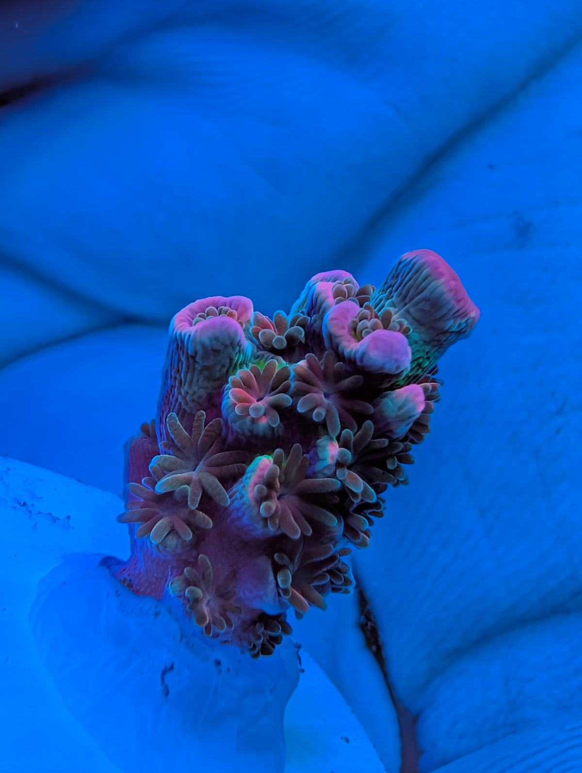 Pink Highlighter SPS WYSIWYG exact coral, view 4