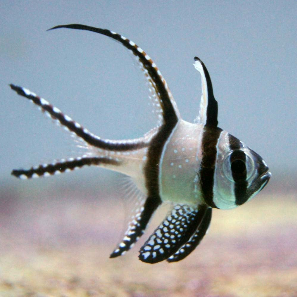 Banggai Cardinal