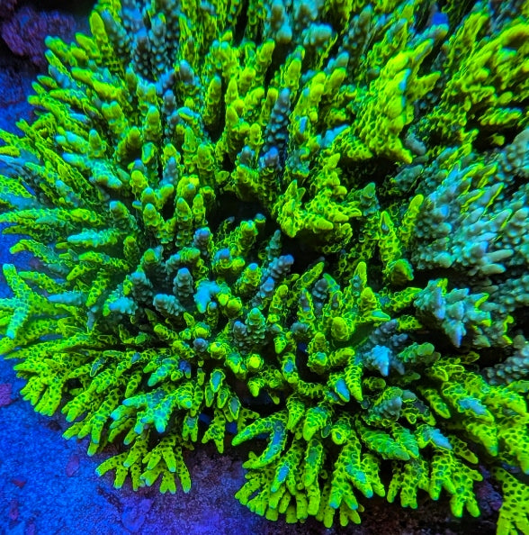 CB "The Thing" Anacropora