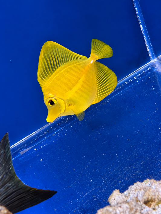 WYSIWYG Yellow Tang (Biota)