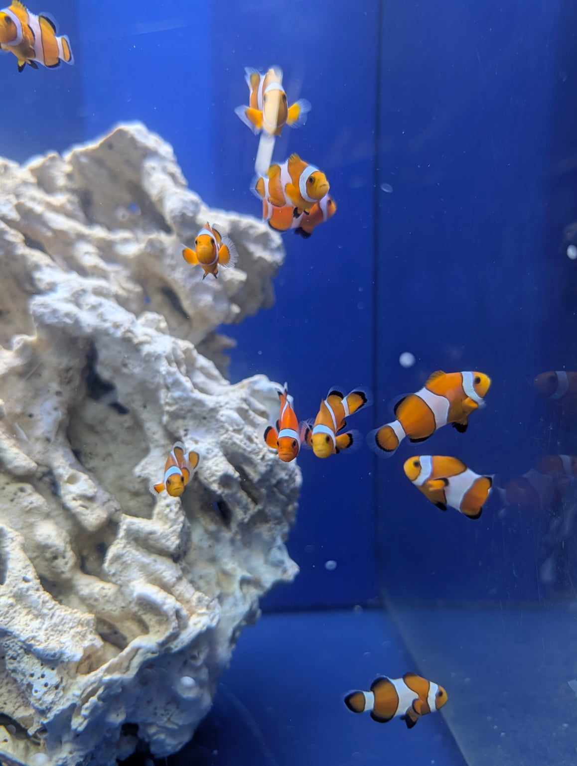 Ocellaris Clownfish
