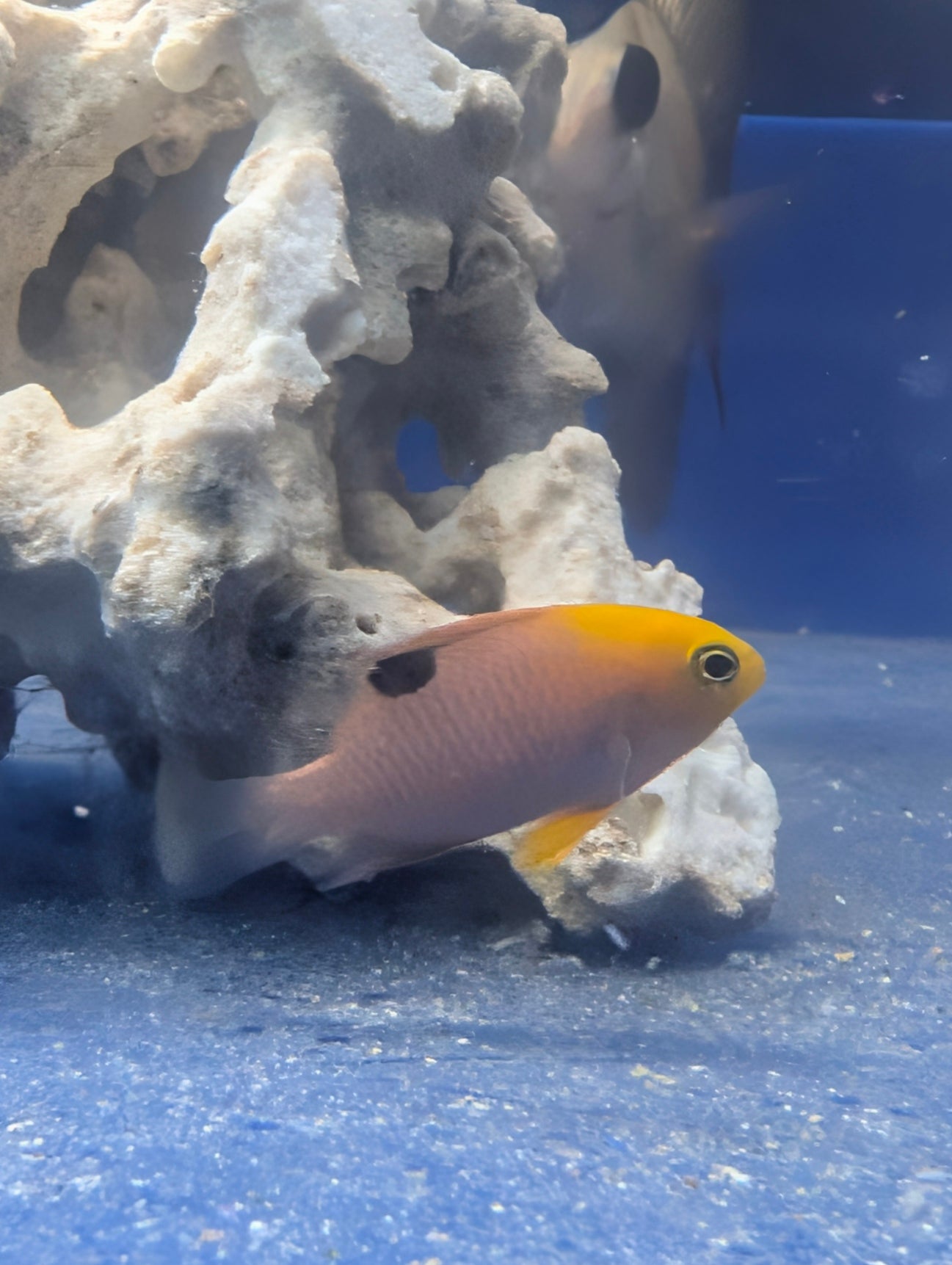 Damsel: Talbot