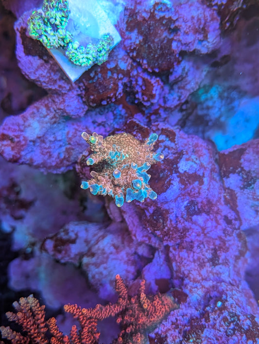 Flaming Unicorn