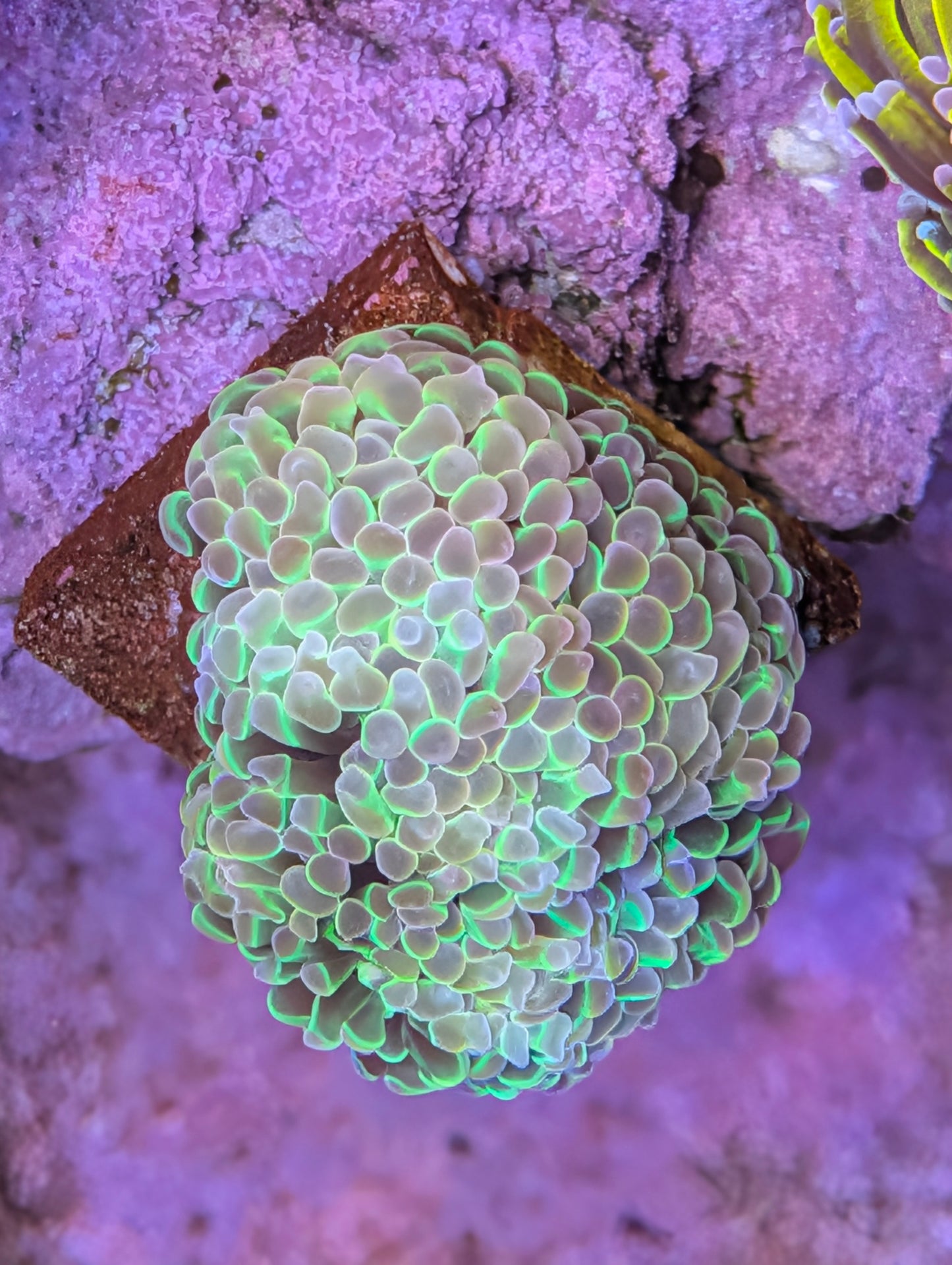 Hologram Hammer