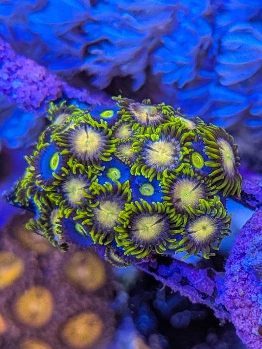Zoa