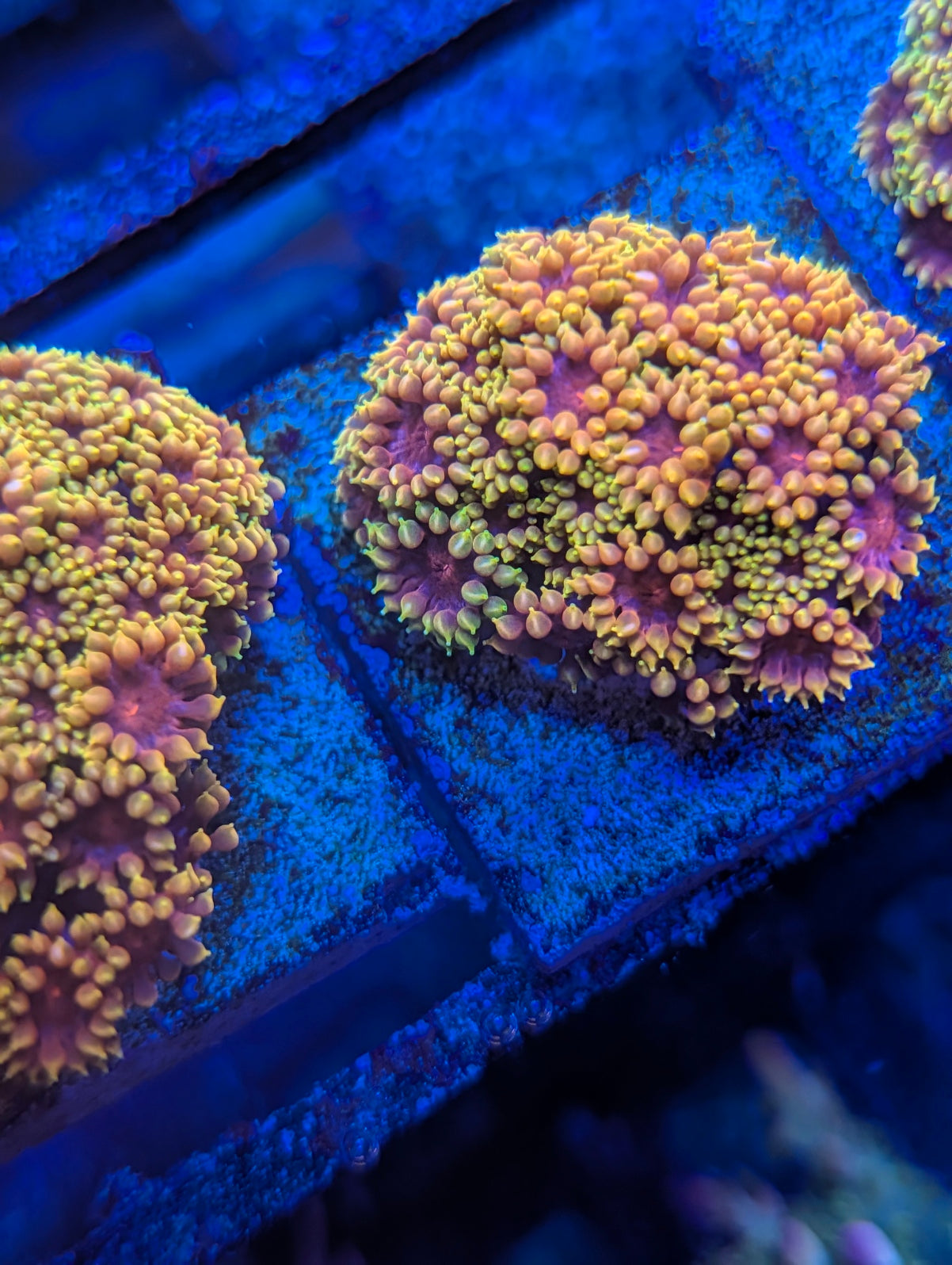 TSA Fun Dip Goniopora Coral