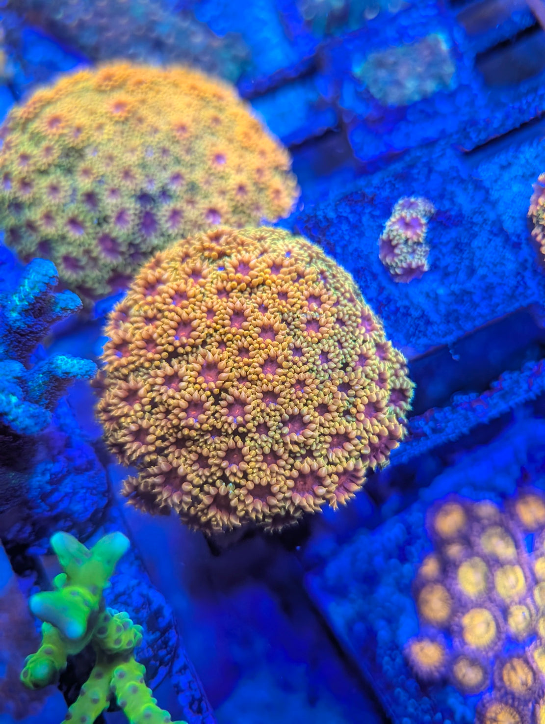 TSA Fun Dip Goniopora Coral