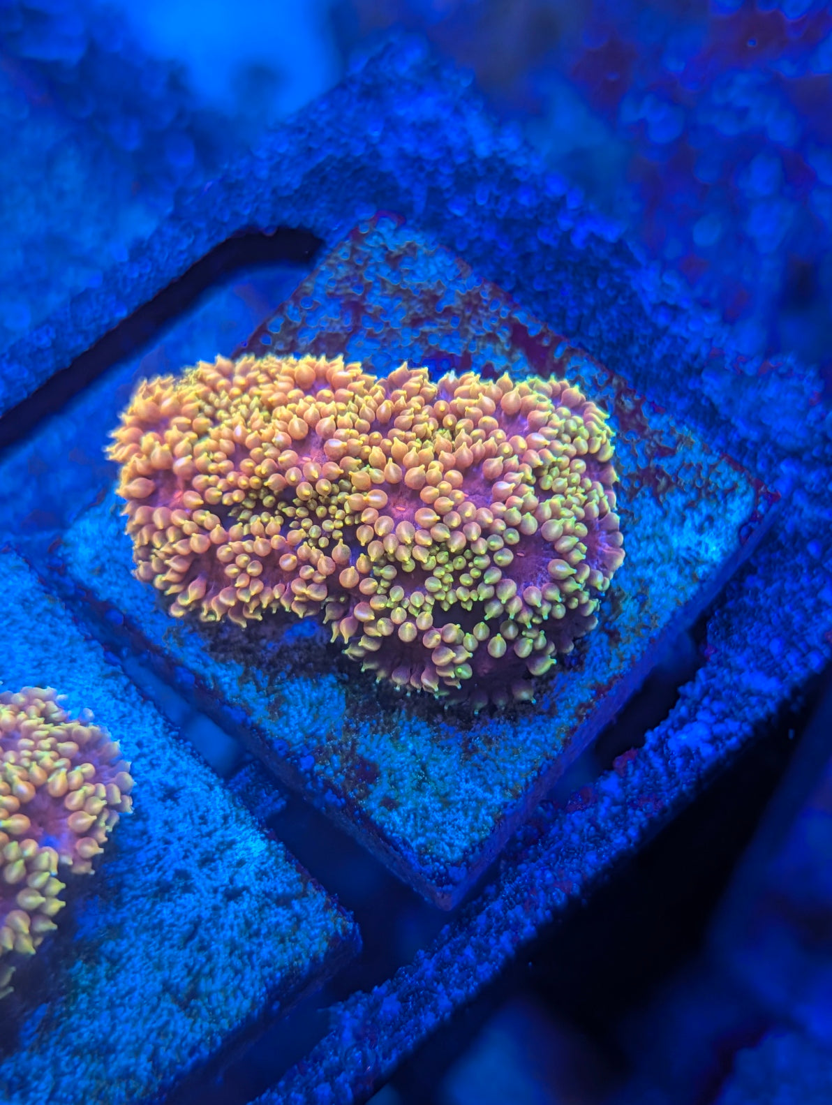 TSA Fun Dip Goniopora Coral