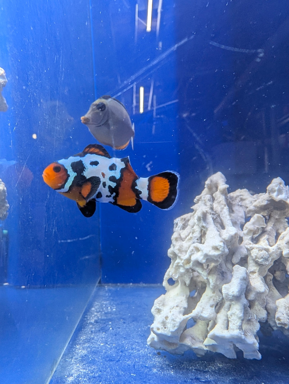 Mocha Storm Clownfish