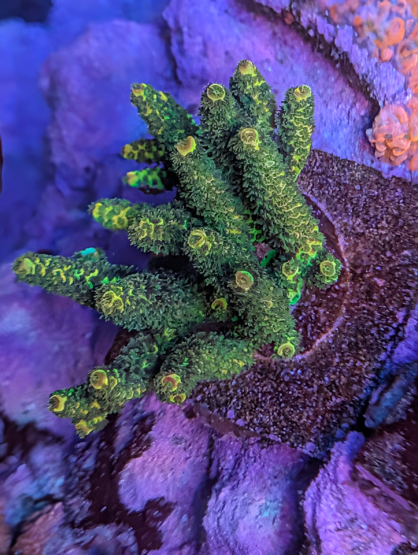 Rainbow splice