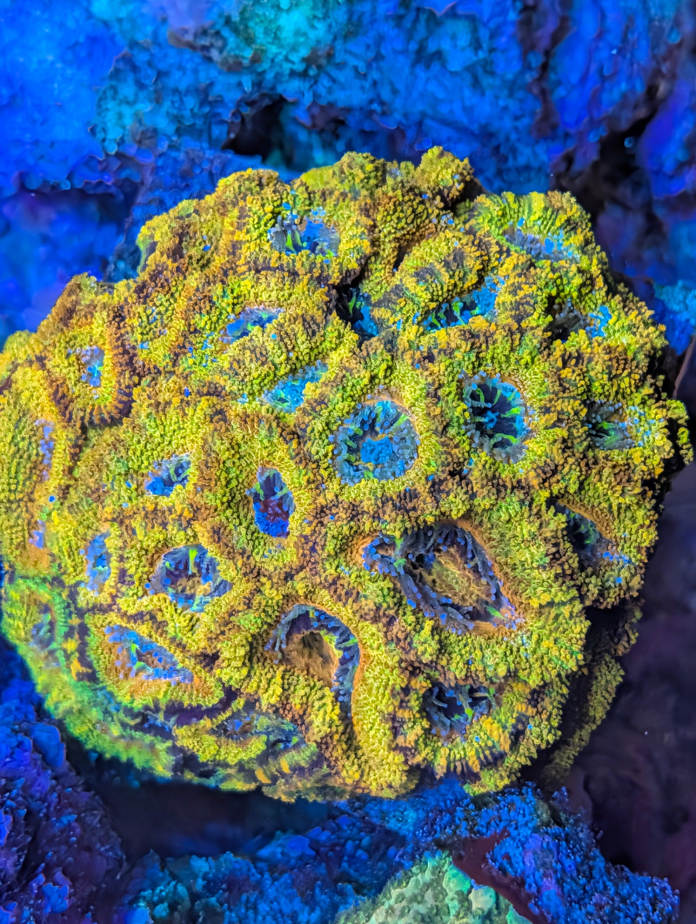 Rainbow acan
