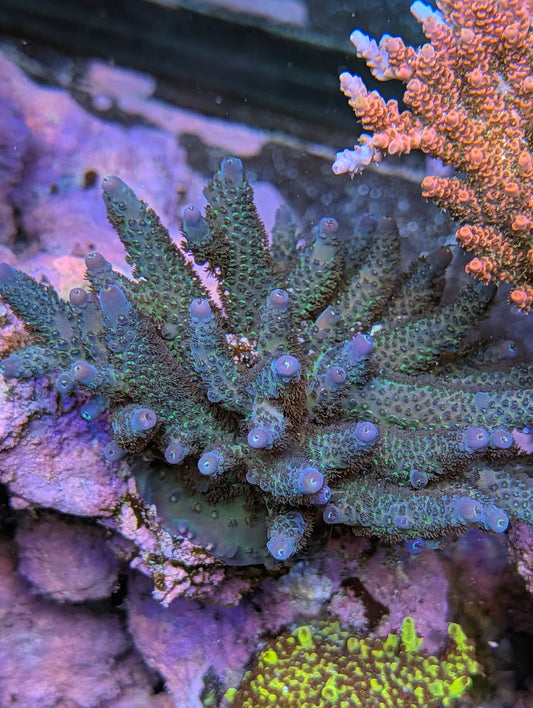 Blue acro. Unknow name
