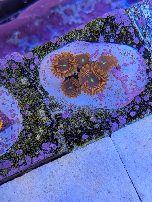 Red people eater zoa