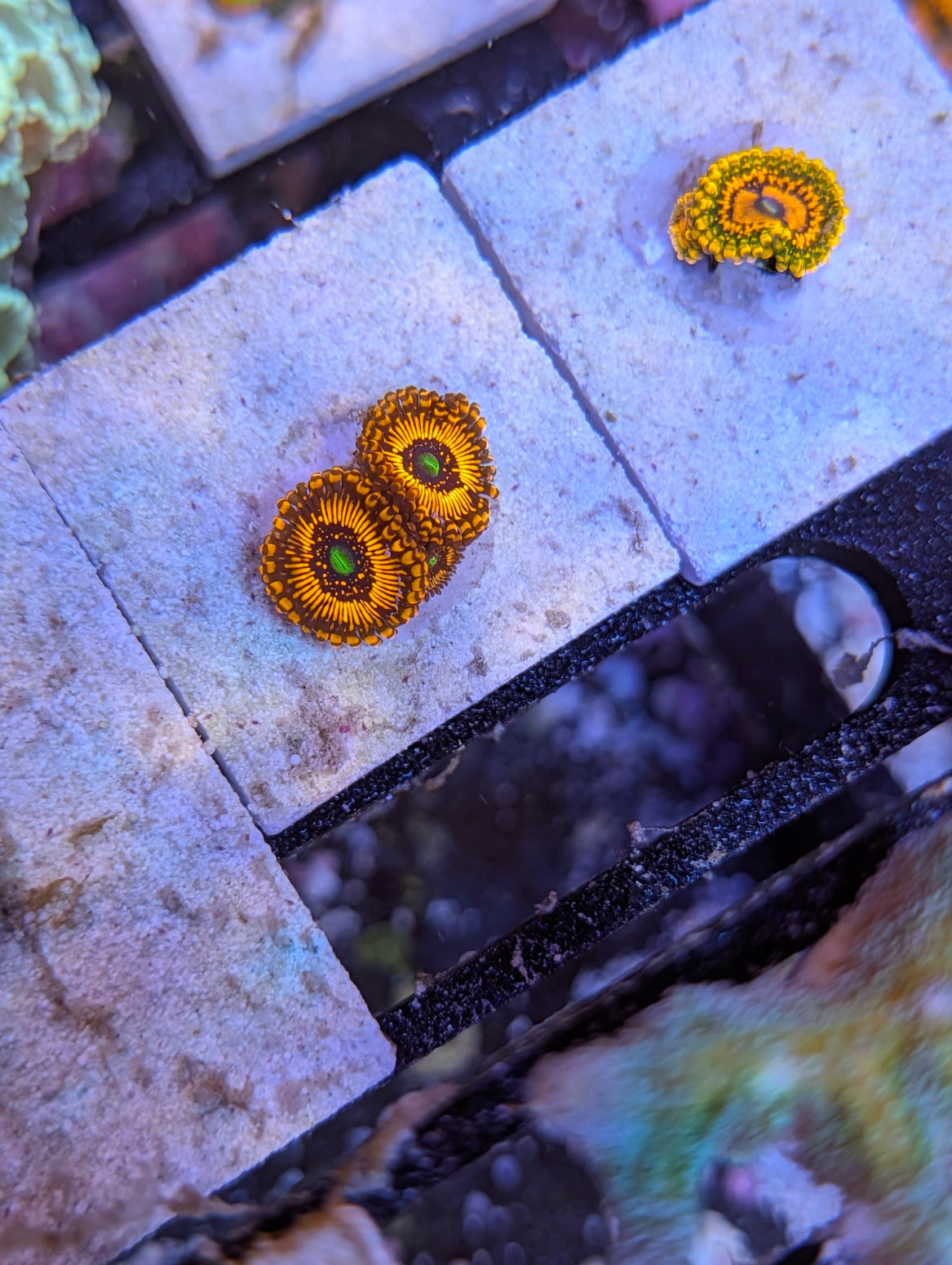 Illuminati zoas