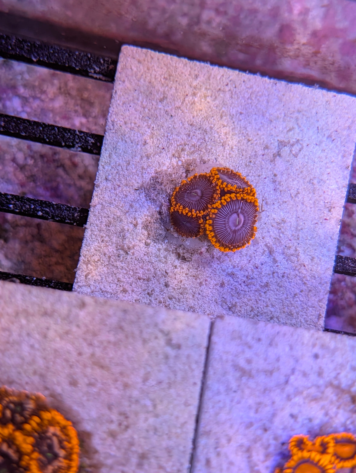 Superman Zoas